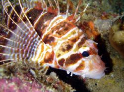 Nohu Pinao - Hawaiian Lionfish. Always a lucky day (in Ha... by Glenn Poulain 